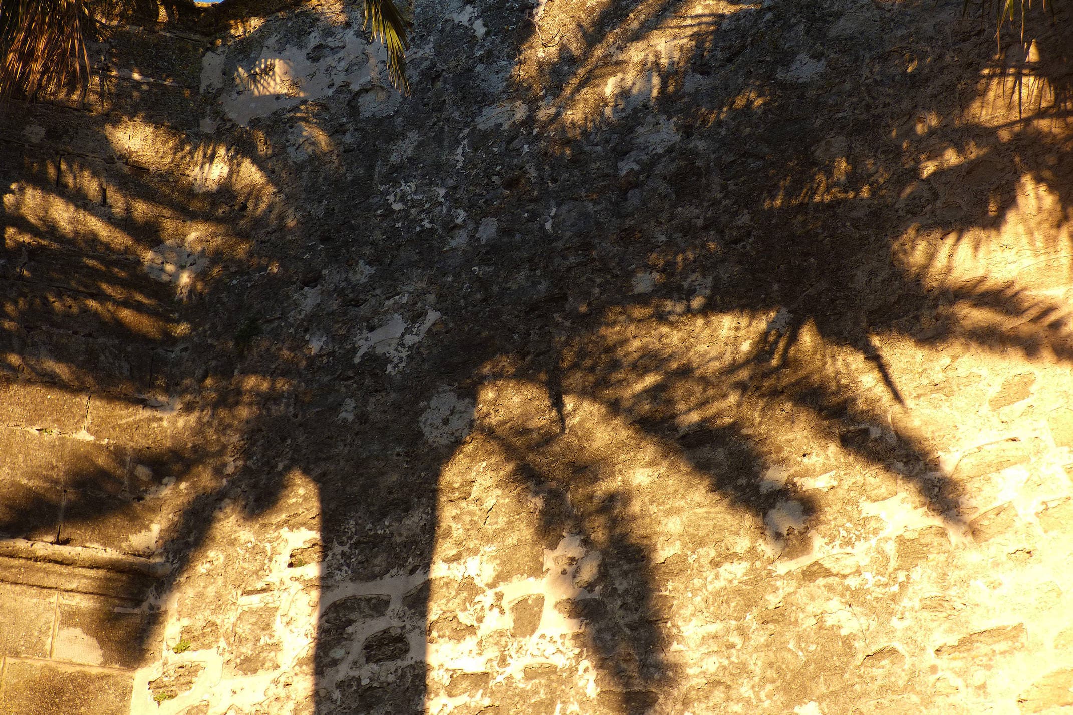 Spain andalucia cadiz vejer palm shadow detail