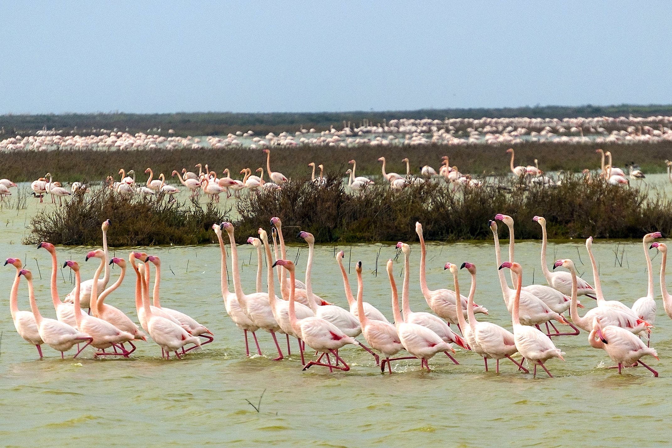 Spain andalucia donana flamingos c jcgonzalez