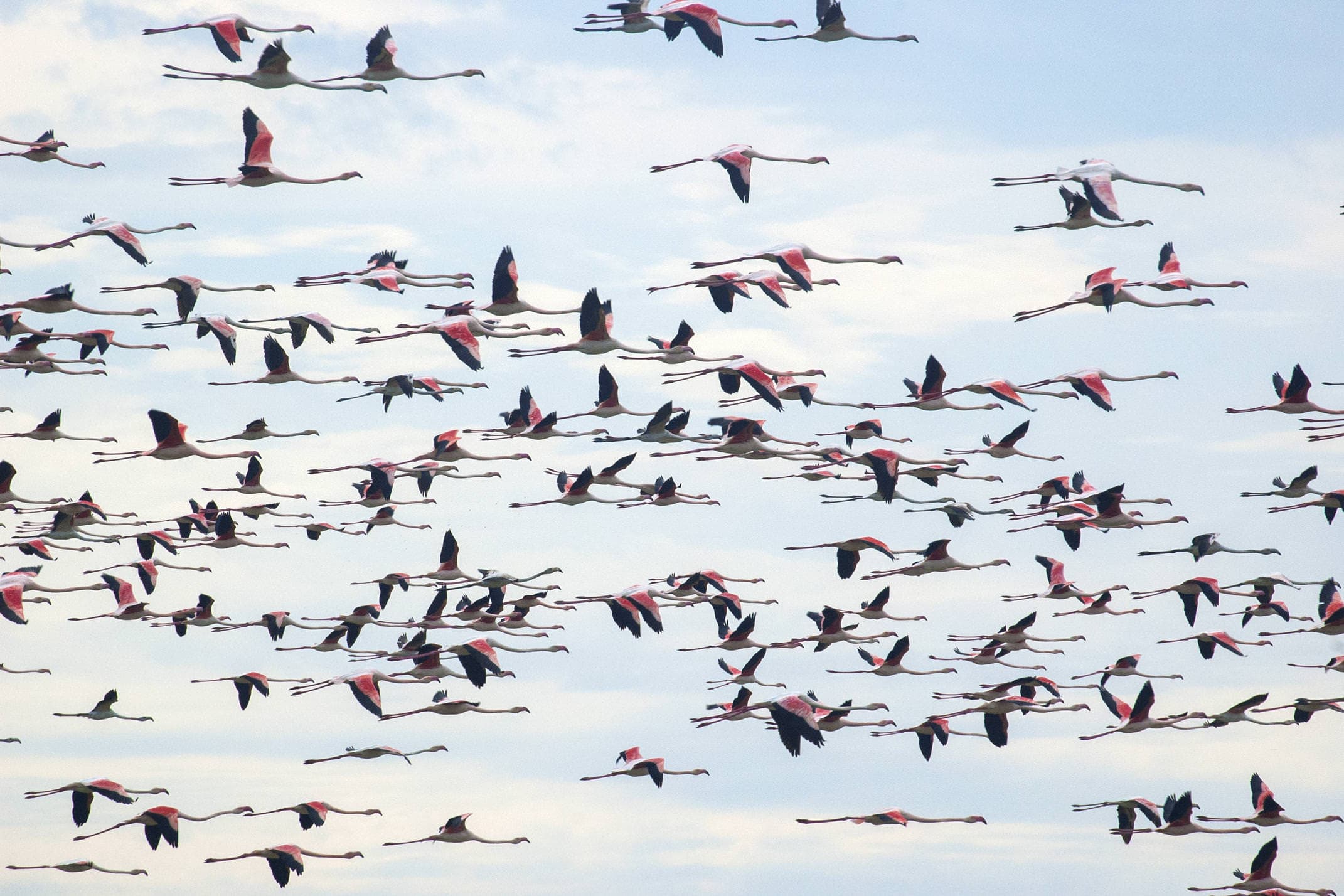 Spain andalucia doñana national park flamingos c jcgonzalez