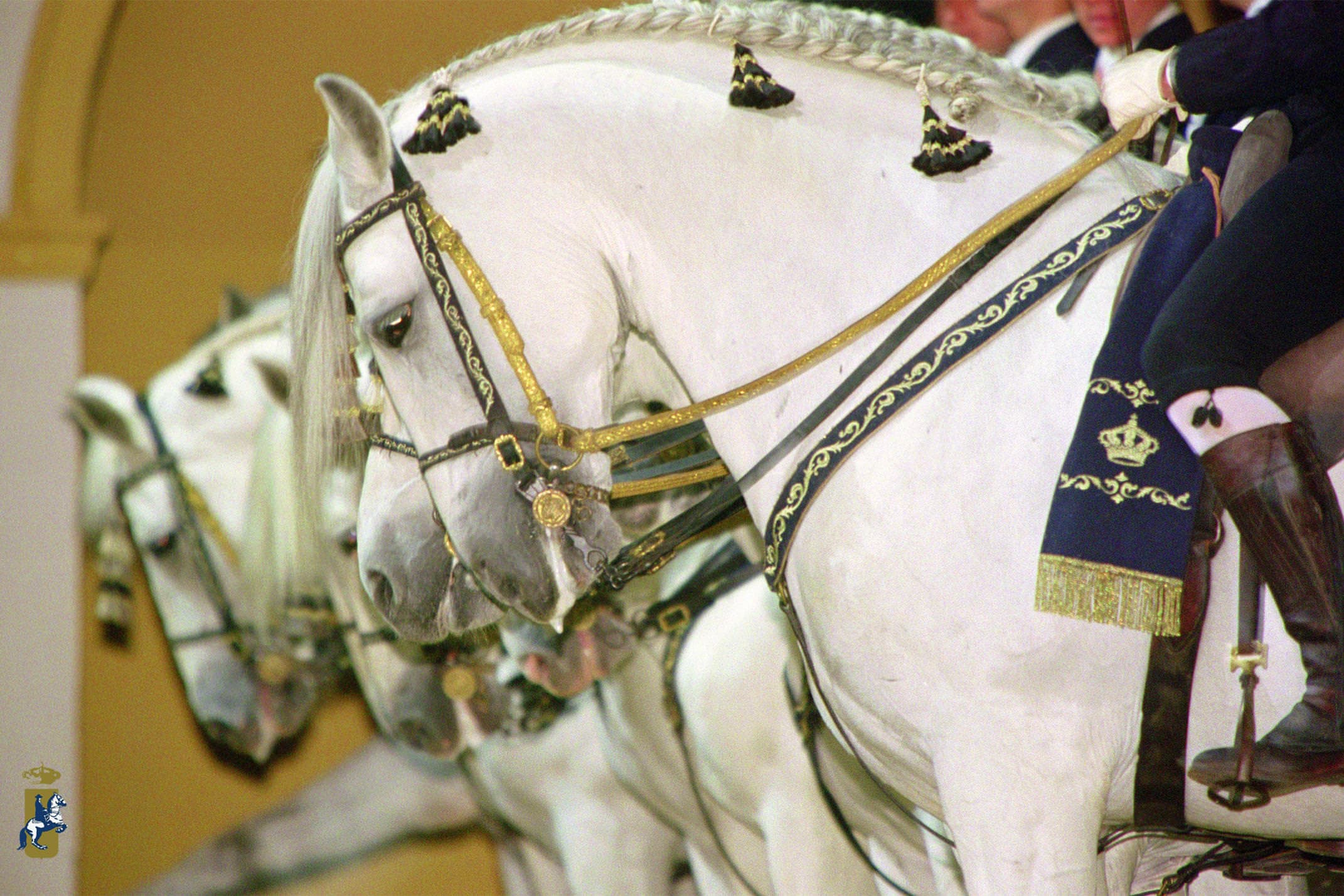 Spain andalucia jerez royal equestrian school horses c royal equestrian school