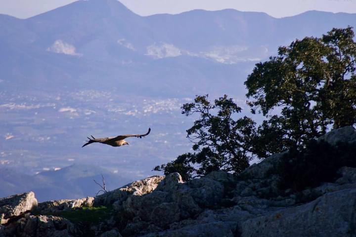 Spain andalucia sierra subbetica copyright pura aventura thomas power torcal de antequera gryphon vulture