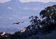 Spain andalucia sierra subbetica copyright pura aventura thomas power torcal de antequera gryphon vulture