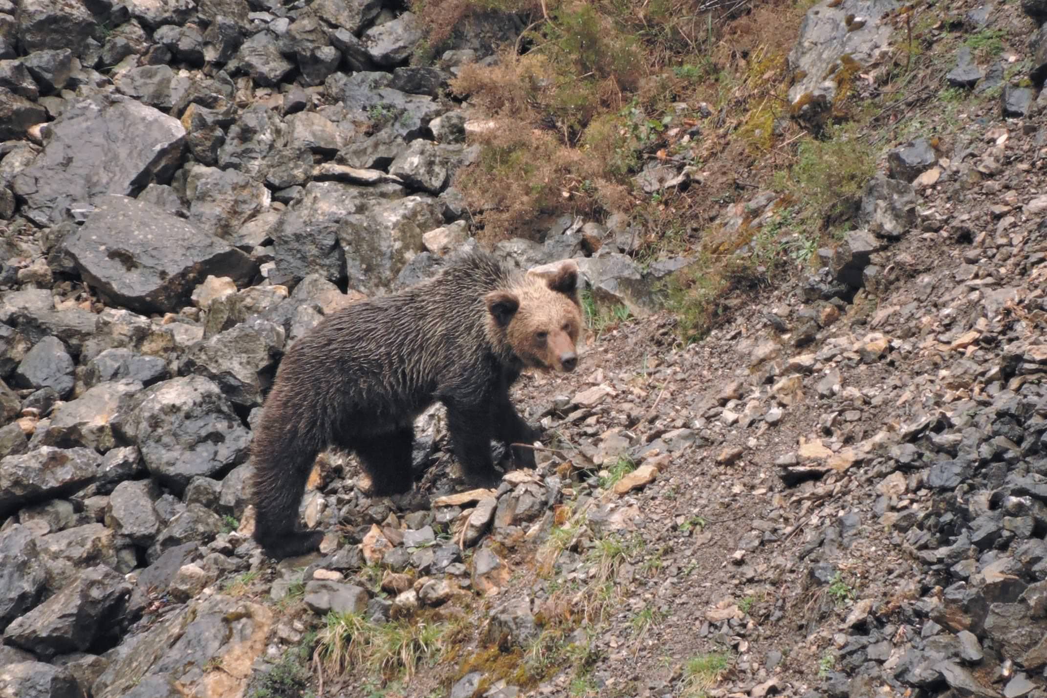 Spain asturias somiedo brown bear cub wild watching spain