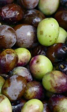 Spain catalonia freshly picked olives copyright Thomas Power Pura Aventura