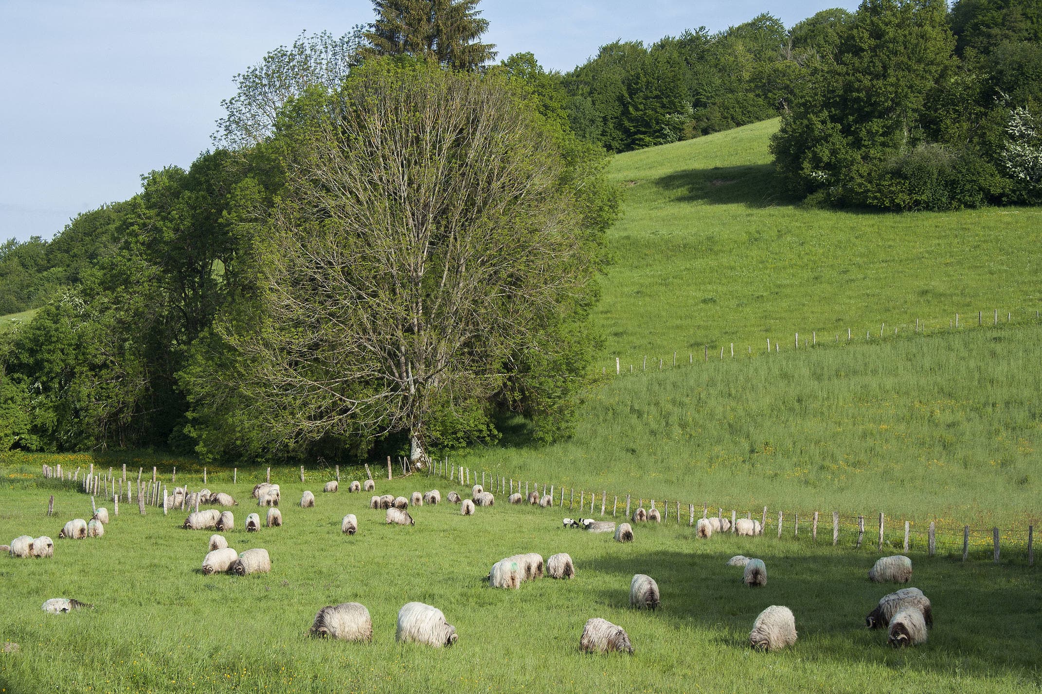 Spain navarre camino roncesvalles sheep c dmartin