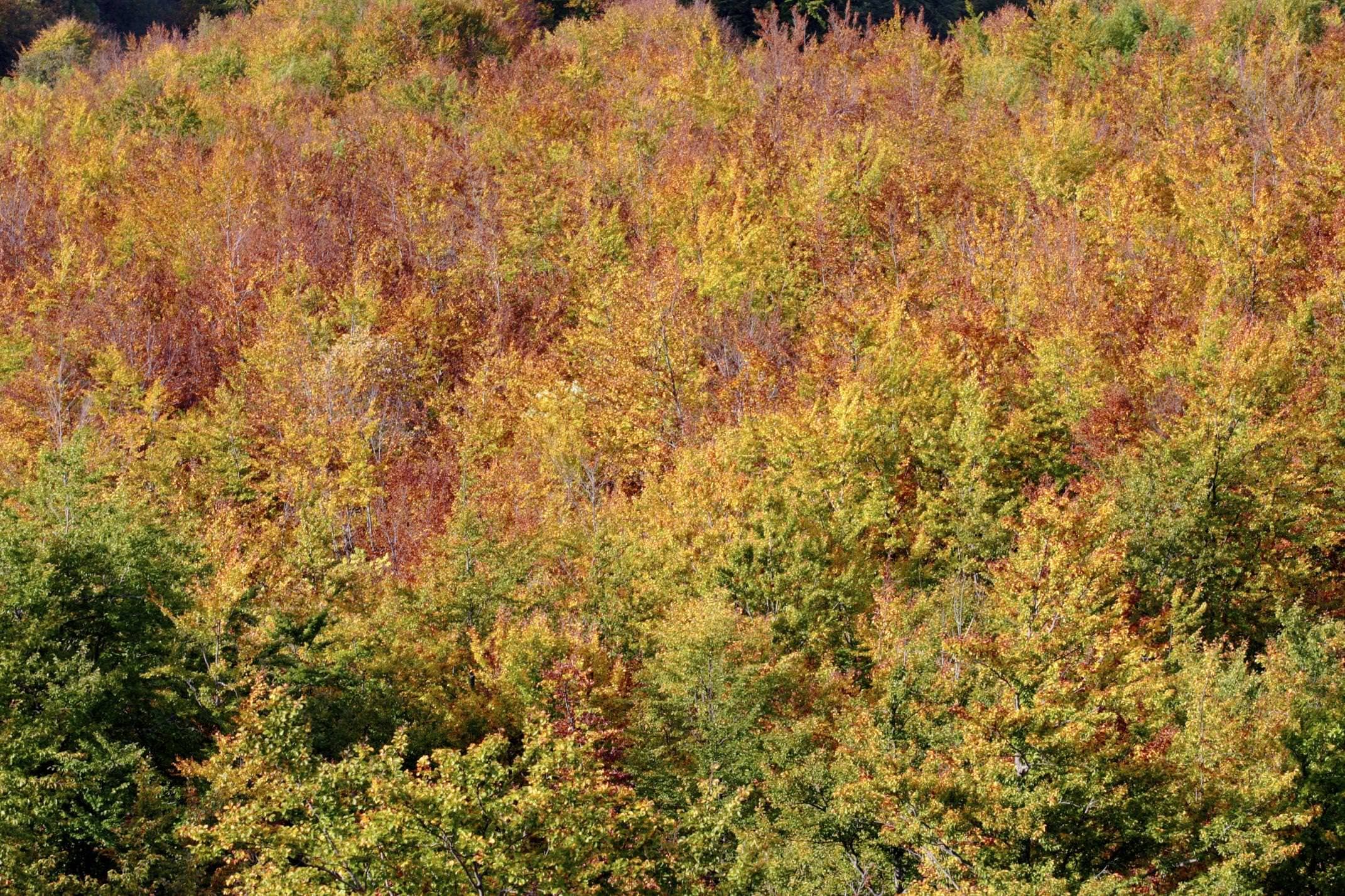 Spain picos de europa autumn trees close up