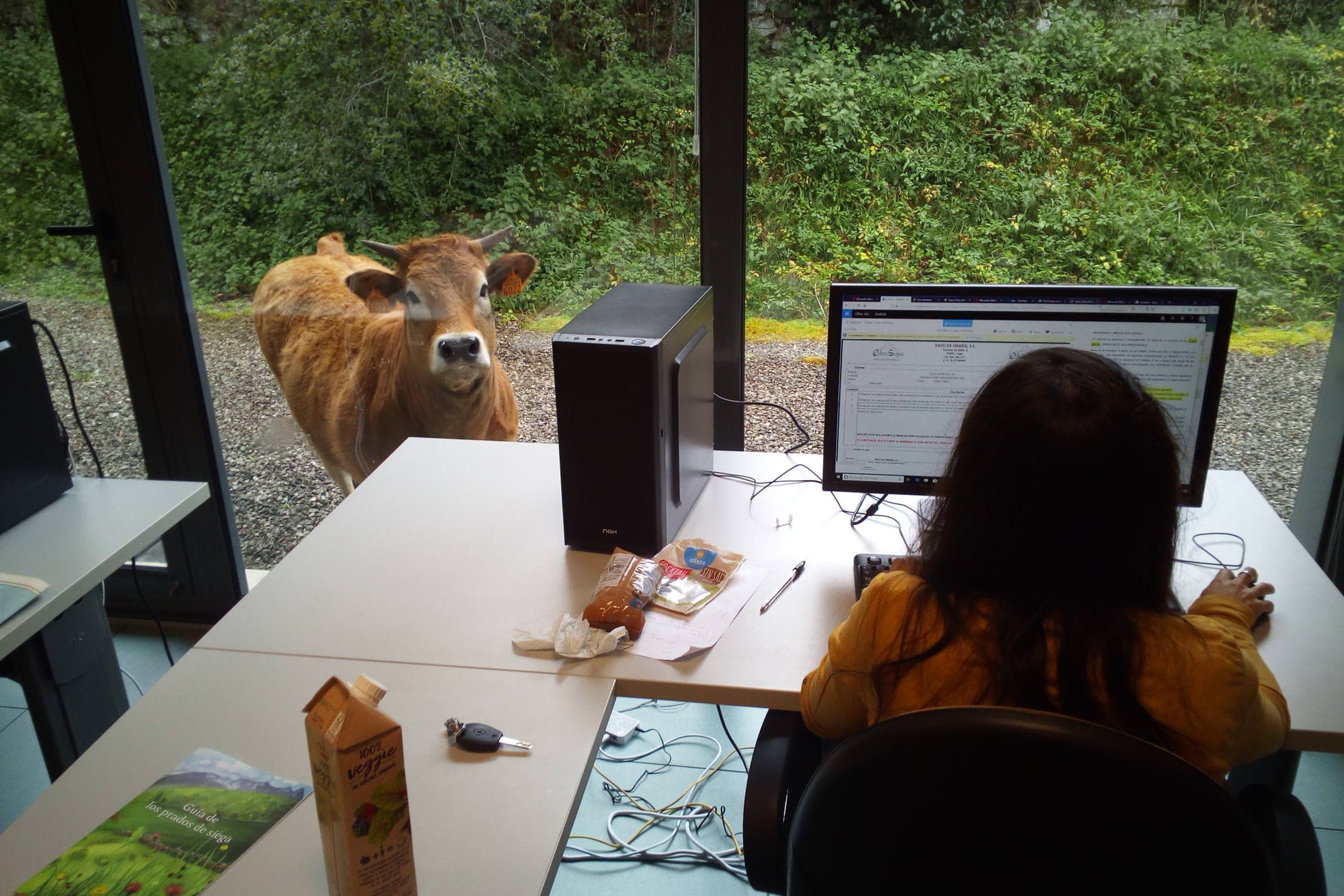 Spain picos llanes office cow at the window