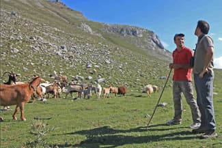 Spain picos shepherds fcq diego