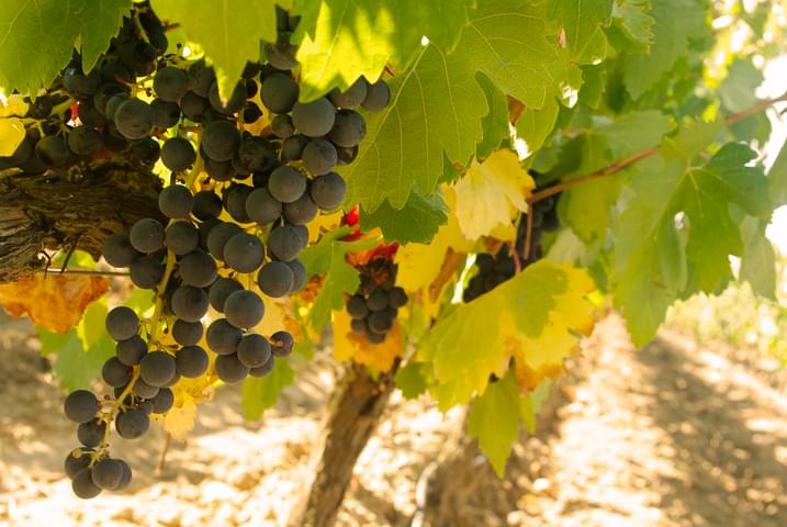 Spain rioja grapes chris bladon