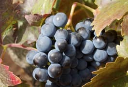 Spain rioja grapes on vine