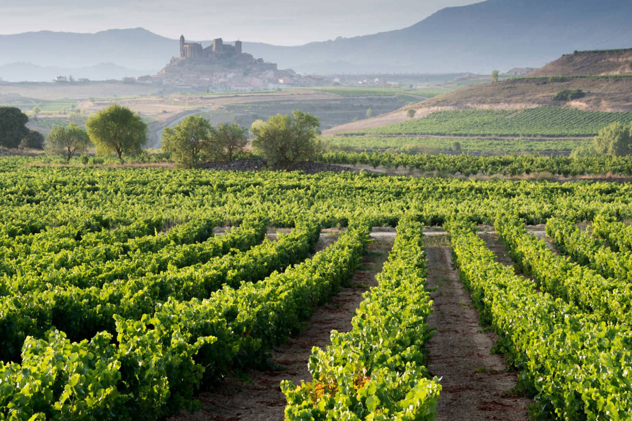 Spain rioja vineyard and san vicente de la sonsierra as background la rioja