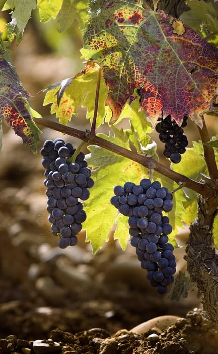 Spain rioja vineyard