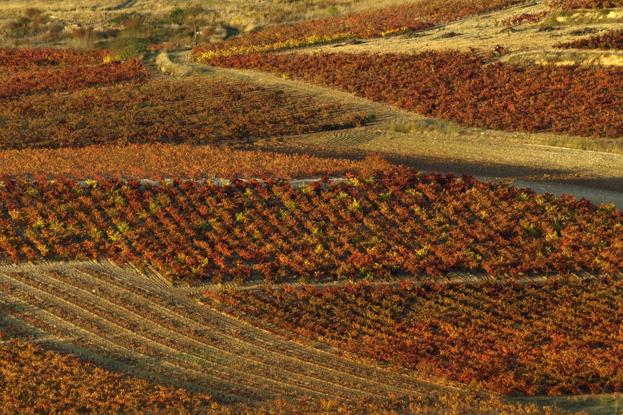 Spain rioja vinyards autumn c nanisub2