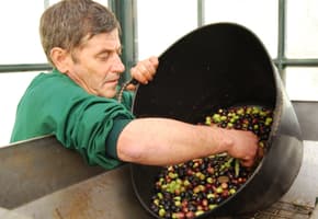 Spain ronda olive farm c la organic 1