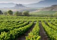 Spain rioja vineyard and san vicente de la sonsierra as background la rioja 20180829 76980 d8g8f4