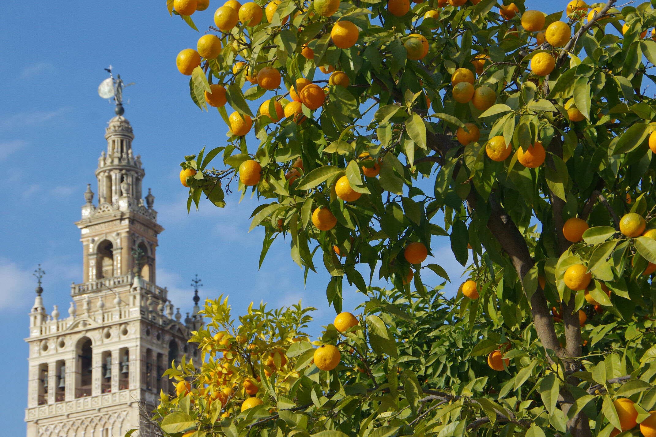 Spain seville giralda cathedral chris bladon pura