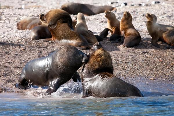 Argentina patagonia coast bustamante sea lions fighting c Bahia Bustamante Lodge