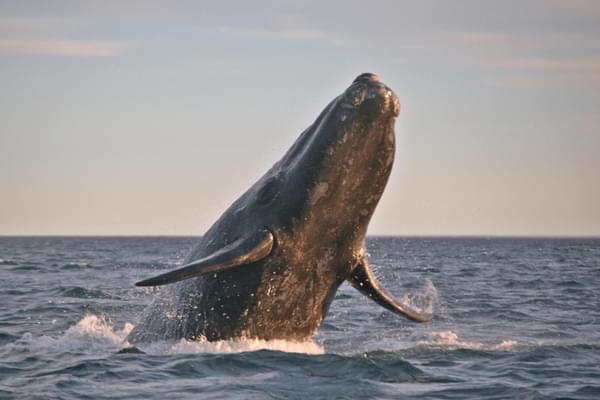Argentina patagonia peninsula valdes right whale leaping
