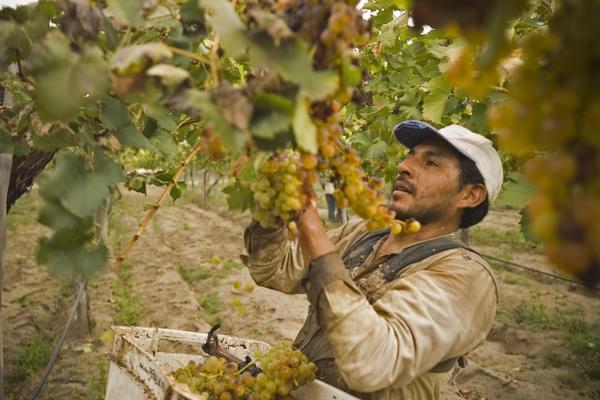 Argentina salta cafayate vinyard wine grape harvest