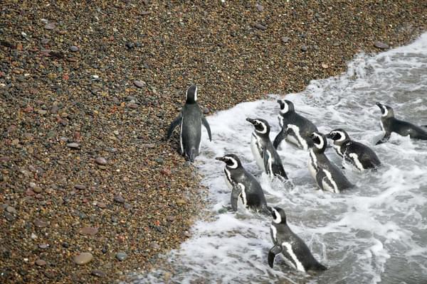 Argentina valdes peninsula a group of magellanic penguins leaving the atlantic ocean at peninsula valdes argentina