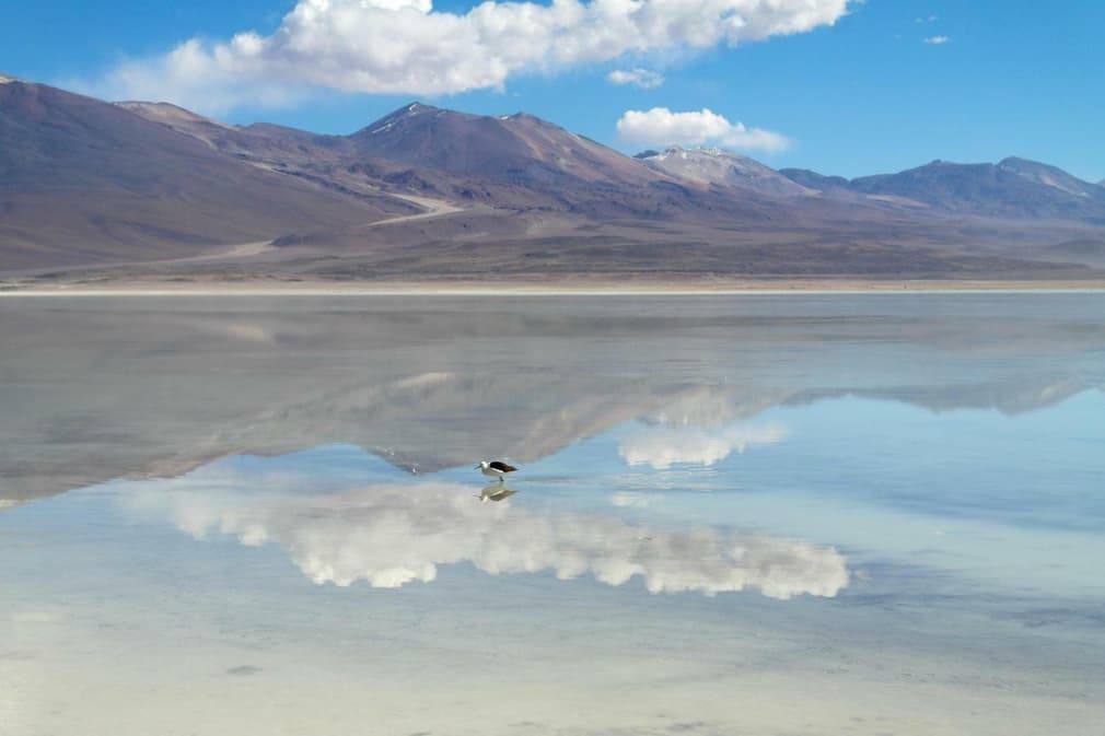 Bolivia altiplano laguna blanca bird reflected in water20180829 76980 18q426v