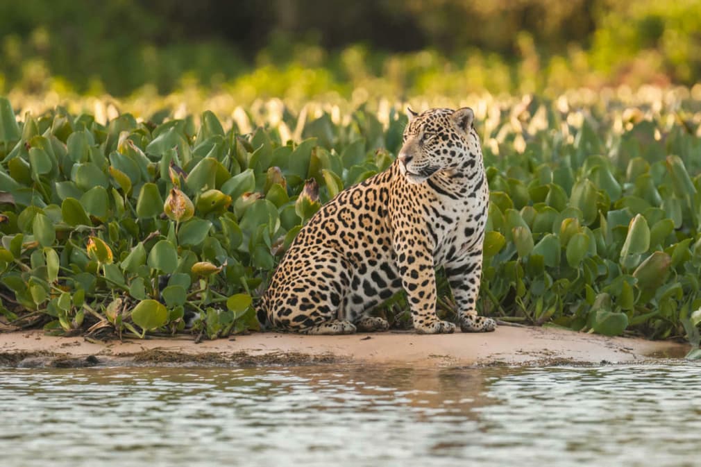 Brazil pantanal jaguar in the jungle pantanal brazil20180829 76980 1upa8f9