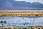 Chile atacama copiapo santa rosa lagoon andean ducks c tom power