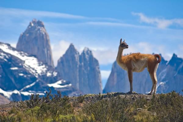 Chile patagonia guanaco admiring the andes