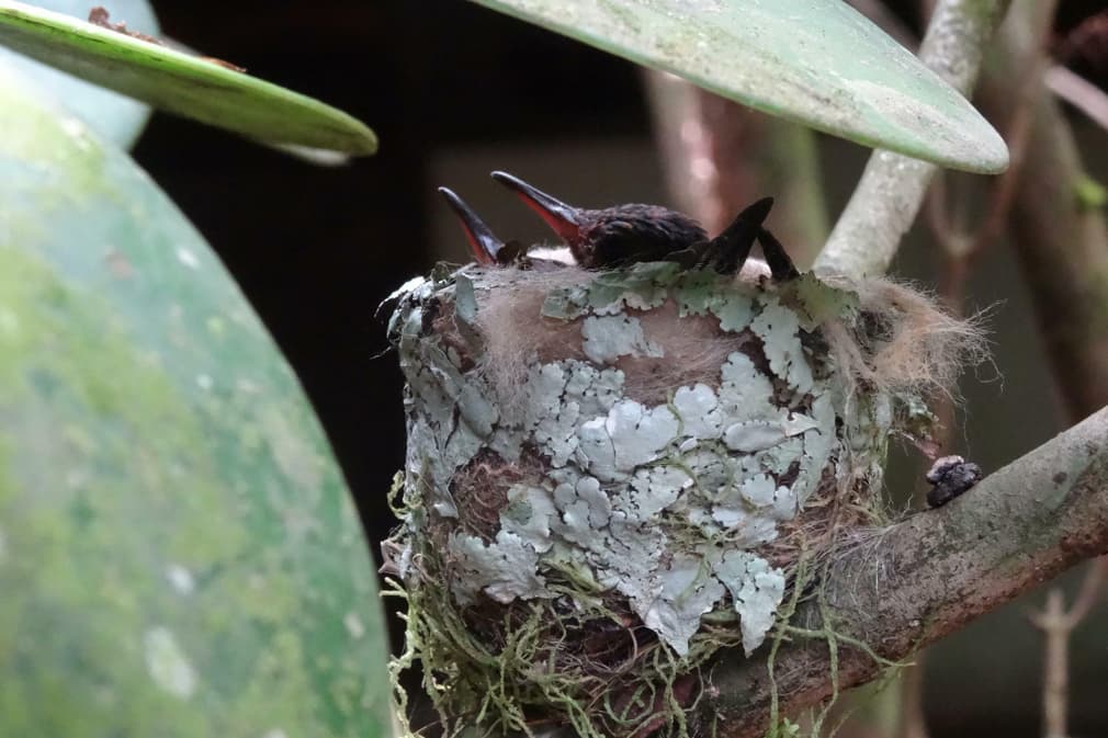 Costa rica arenal hummingbird nest copyright alison thomas