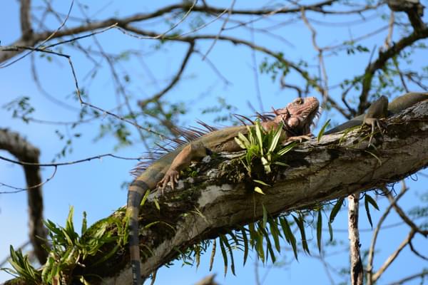 Costa rica osa peninsula iguana in tree at drake bay c matt power