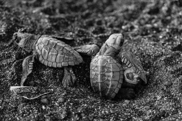 Costa rica ostional turtles c pura guest leonard sussman