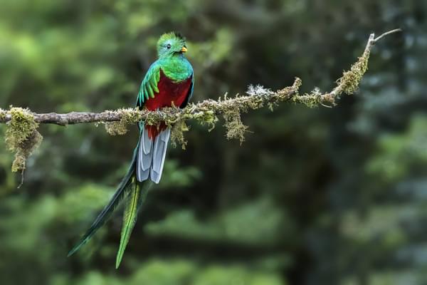 Costa rica quetzal turrialba rancho naturalista