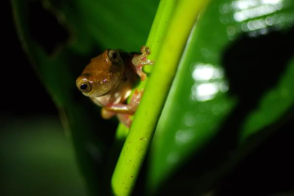 Ecuador amazon frog night walk chris bladon20181203 32367 1y98dk0