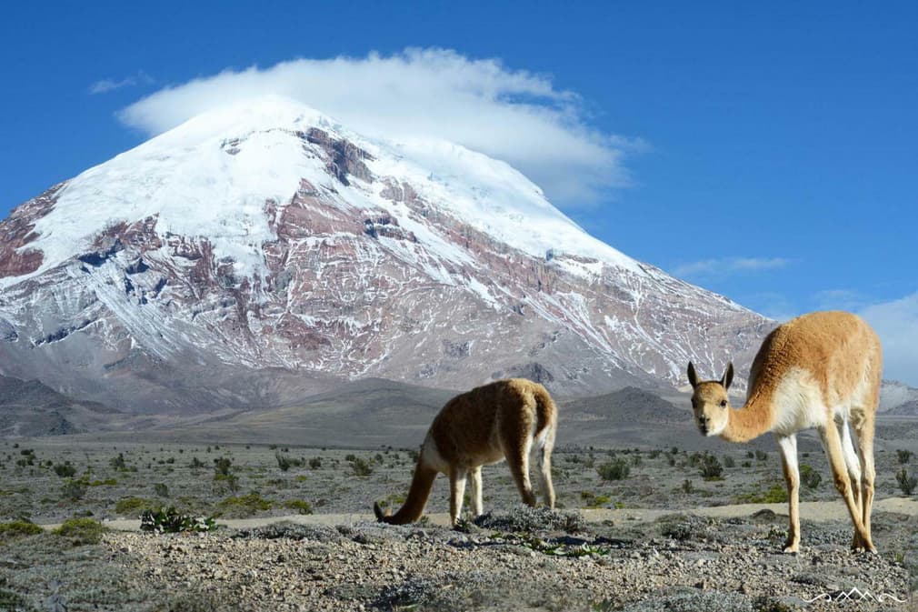 Ecuador chimborazo vicunya grazing by volcano c kseniya ragozina 020180829 76980 11p1n5w