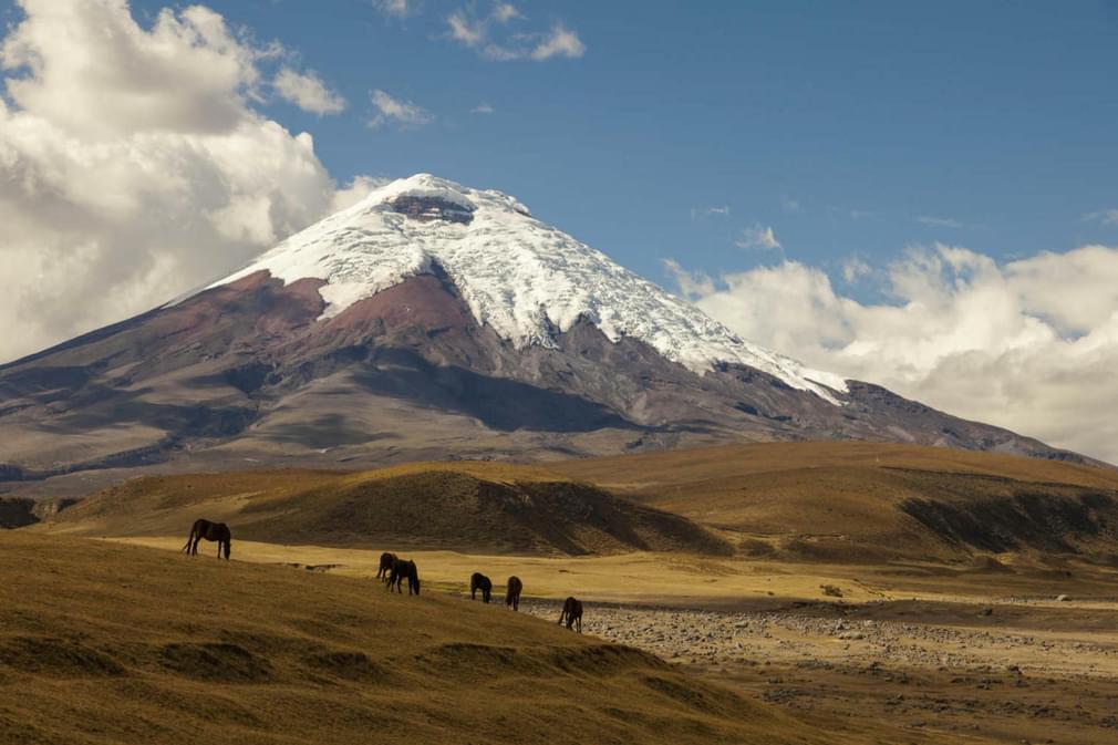 Ecuador cotopaxi volcano and wild horses flip