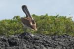 Ecuador galapagos islands isabela pelican
