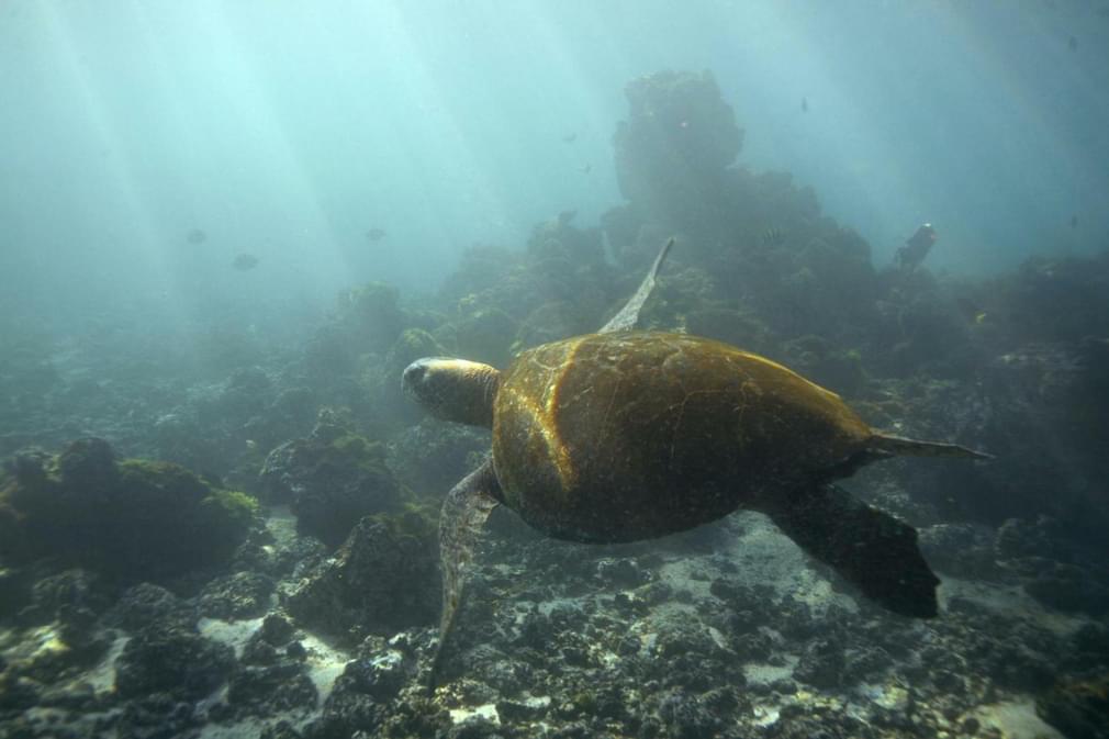 Ecuador galapagos islands land based galapagos sea turtle swimming underwater20180829 76980 1edkyxq