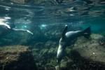 Galapagos snorkelling Sea lion underwater latin trails c Rocket K 2017