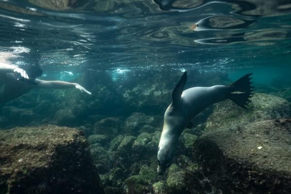Galapagos snorkelling Sea lion underwater latin trails c Rocket K 2017