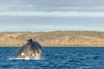 Images itinerary images original ho0d5sb2lgrosh0na2v0xlz8vptavlp2 argentina valdes peninsula right whale jumping at peninsula valdez argentina20201016 9649 157xbbh