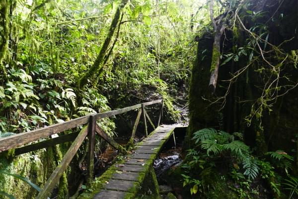 Nicaragua jinotega penas blancas path to cascada arcoiris copyright pura emma bye20200102 30665 1vfuzqs