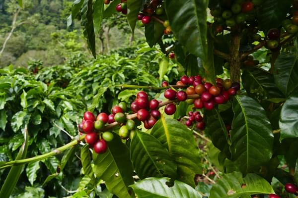 Nicaragua highlands coffee c pura aventura emma
