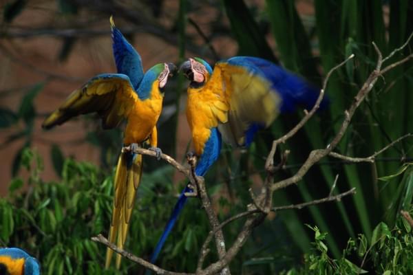Peru amazon blue yellow macaws