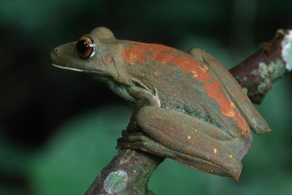Peru amazon frog poised branch
