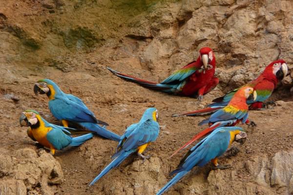 Peru amazon macaws clay lick20201124 22912 13lyjns