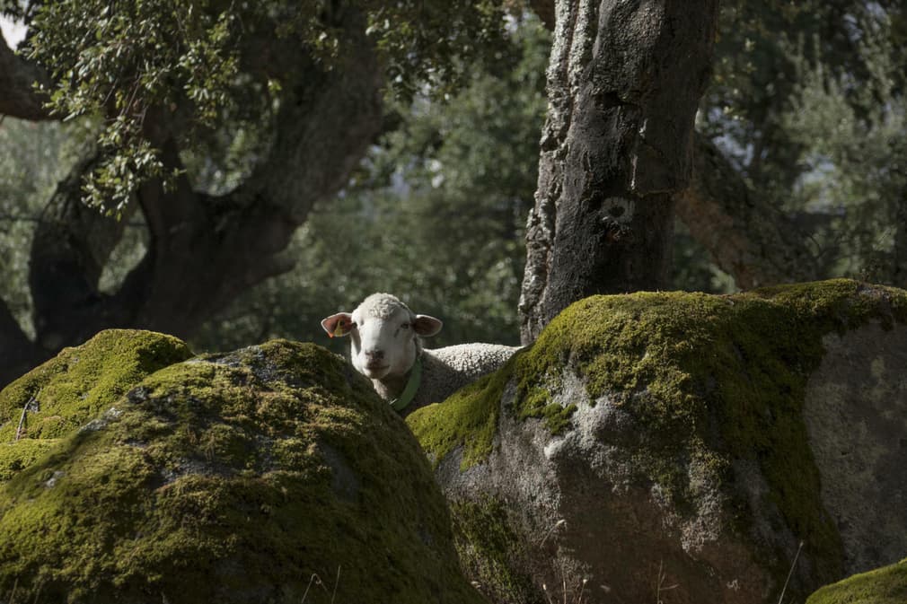 Portugal alentejo marvao cork oak granit sheep20180829 76980 1ruskri