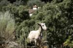 Portugal alentejo marvao galegos hike goat