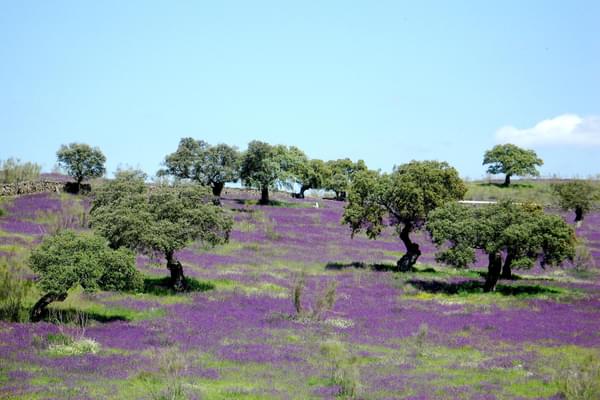 Spain andalucia aracena purple flowers dehesa20160623 17965 1thxaxo