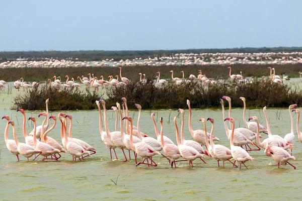 Spain andalucia donana flamingos c jcgonzalez 1
