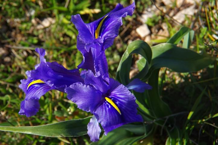 Spain andalucia grazalema iris planifolia chris bladon